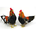 Coq et poule en plumes, 17 cm et 18 cm, 2 pièces