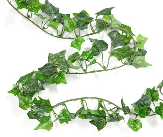 eibe hornspne Purgrn Eibendnger 1 kg