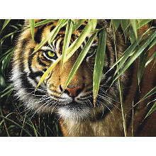 Malen nach Zahlen mit Acrylfarben 'Tiger', 40 x 30 cm