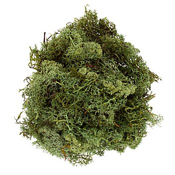 Mousse d'Islande, vert, 250 g