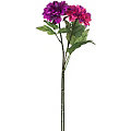 Dahlien, lila-pink, 65 cm, 2 Stück