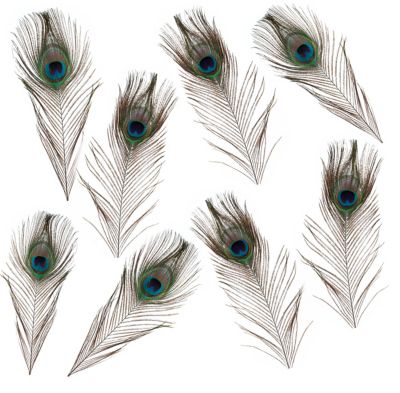 Plumes De Paon Naturelles Momola Home - Lot De 5 Plumes Vertes Avec œil, 25-30 Cm - Pour Décorations, Mariage, DIY, Loisirs Créatifs