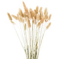 Lagurus-Gras, natur, 50&ndash;60 cm, 35&ndash;45 Stück