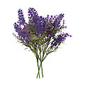 Lavendel Pick, 25 cm, 3 Stück