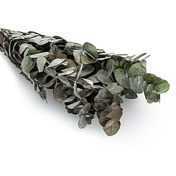 Branche d'eucalyptus véritable, vert