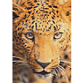 Diamantenstickerei-Set "Leopard", 24 x 34 cm