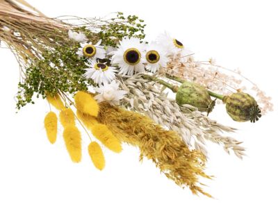 Trockenblumen-Sortiment, gelb, grün