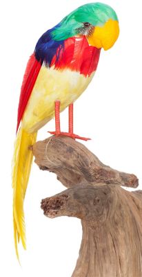 Buttinette Papagei Kostum Unisex Online Kaufen Buttinette Karneval Shop