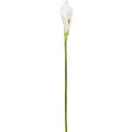Calla artificielle, blanc, 75 cm