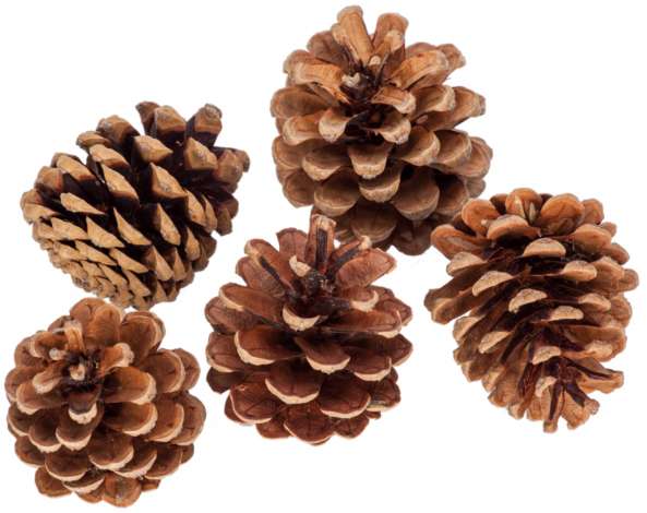 Mélange de pommes de pin, marron, 250 g