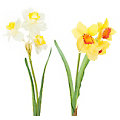Narcisses, jaune/blanc, 35 cm