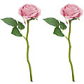 Roses, vieux rose, 30 cm