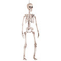 Squelette déco, 90 cm