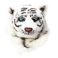 Tête de tigre blanc