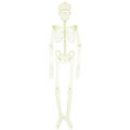 Bewegliches Skelett, nachtleuchtend, 92 cm